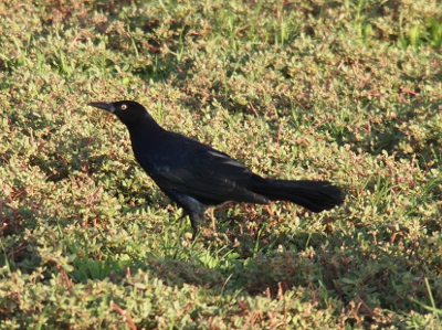 [An all black bird with a yellow eye with a black dot in it walks along the ground vegetation. It has a long tail.]
